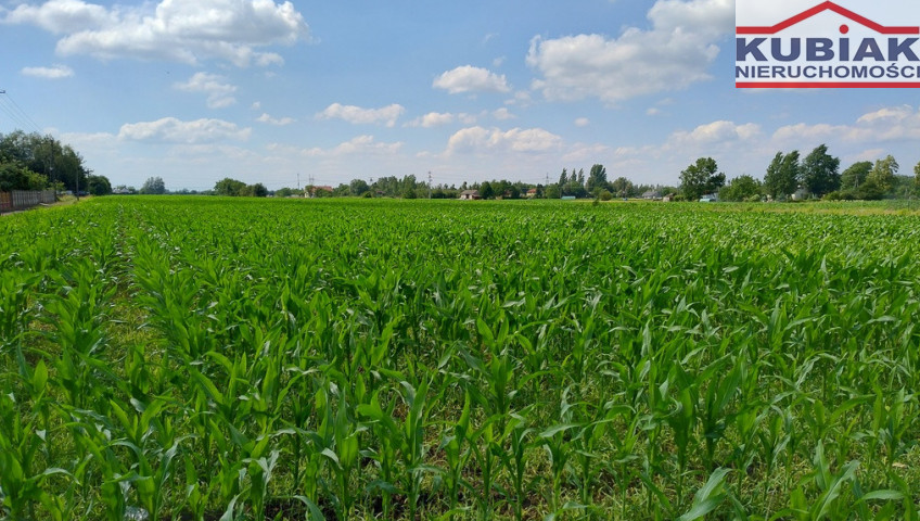 Działka Sprzedaż Żaby